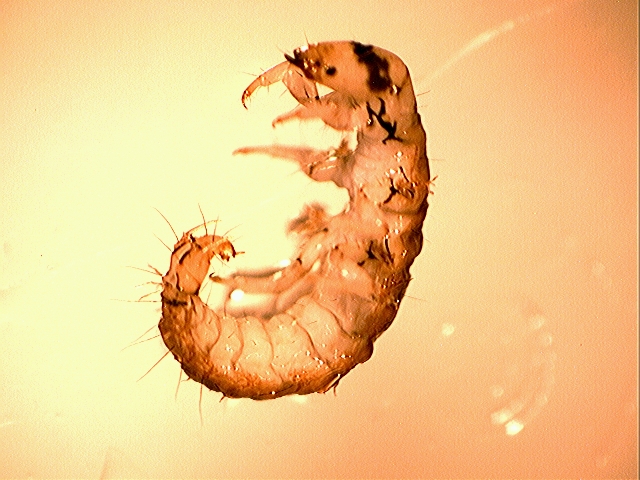 Rhyacophilidae